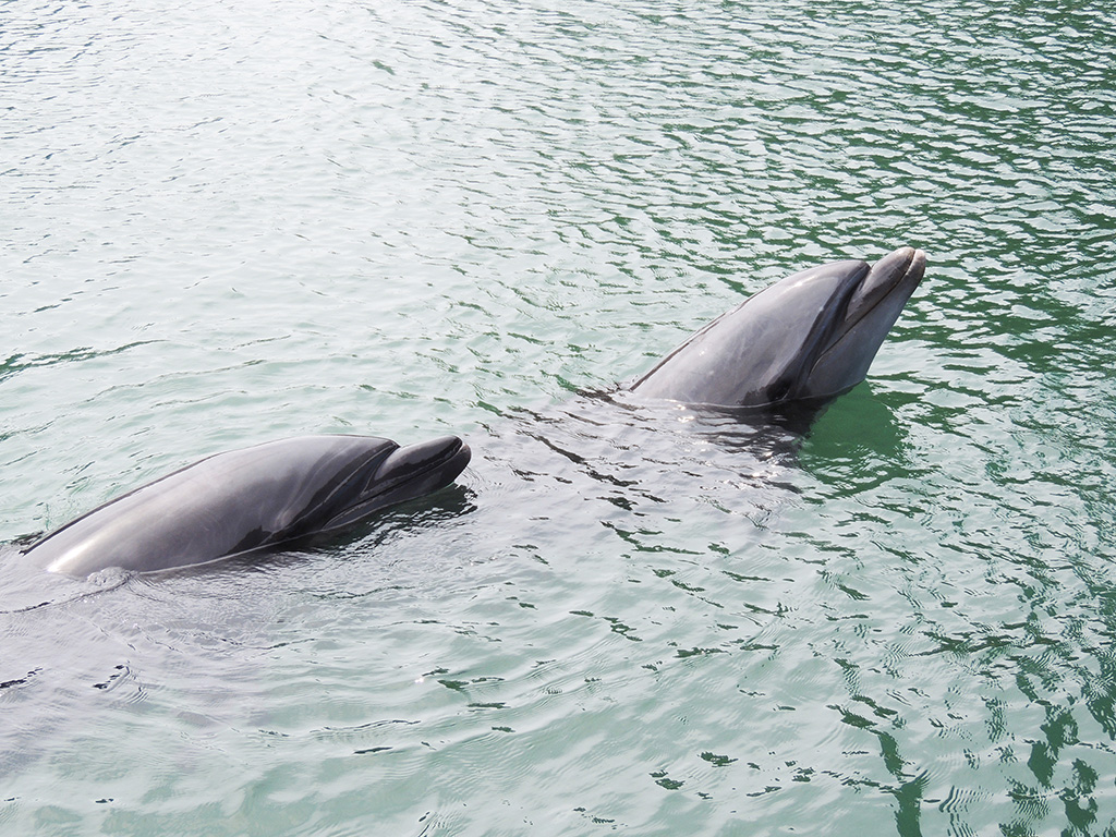 放し飼いされているバンドウイルカ/下田海中水族館(静岡県/下田市)