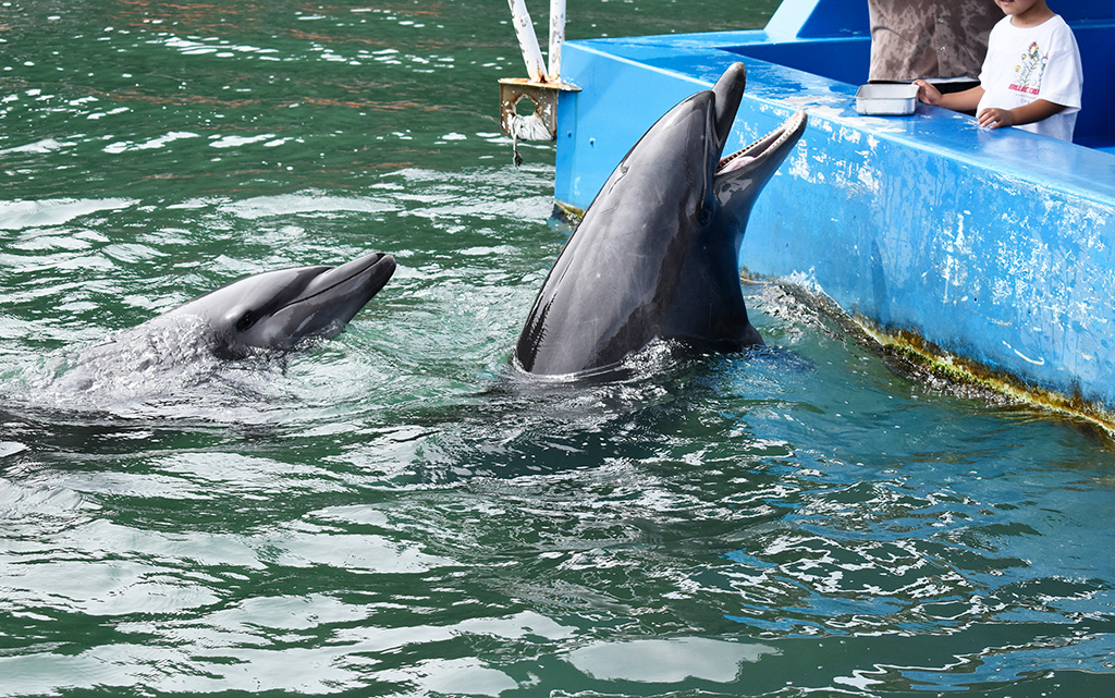 「ドルフィンフィーディング」でイルカに大接近/下田海中水族館(静岡県/下田市)