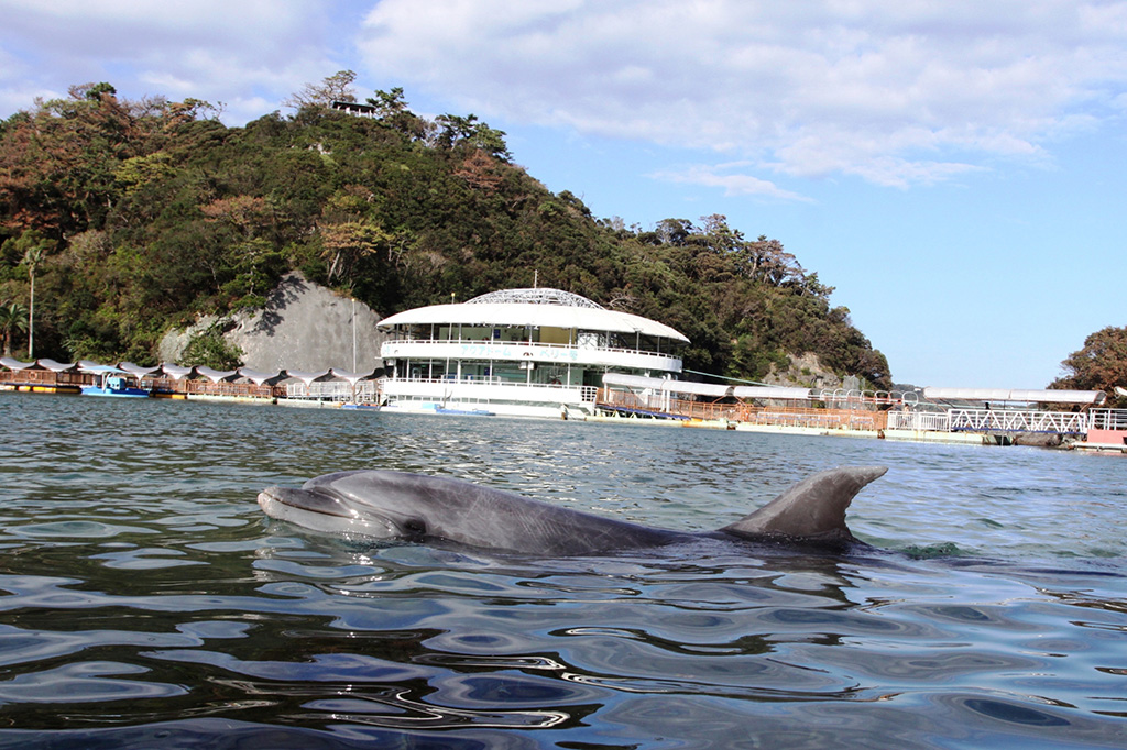 自然がいっぱいの下田海中水族館(静岡県/下田市)