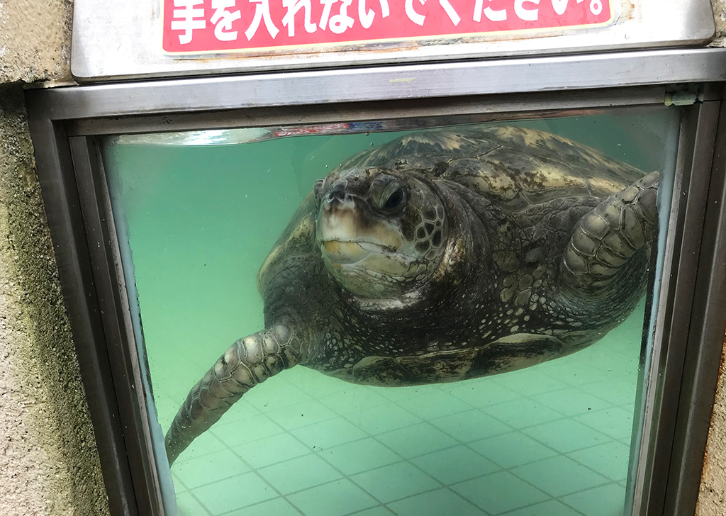 ガラス越しにコチラを見つめるウミガメ/下田海中水族館(静岡県/下田市)