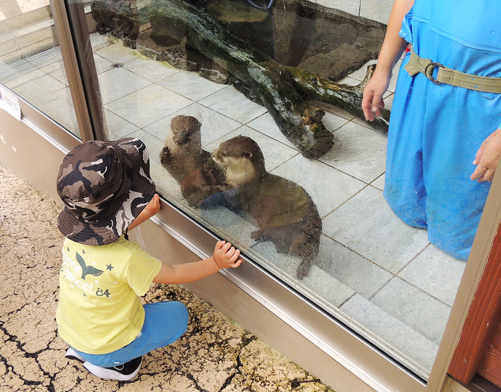 間近まで来てくれたコツメカワウソ/下田海中水族館(静岡県/下田市)