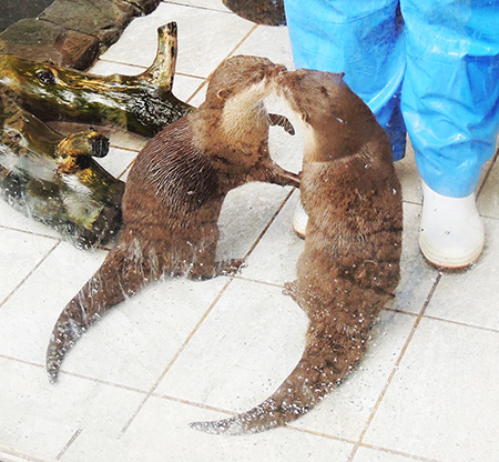 コツメカワウソのキス/下田海中水族館(静岡県/下田市)
