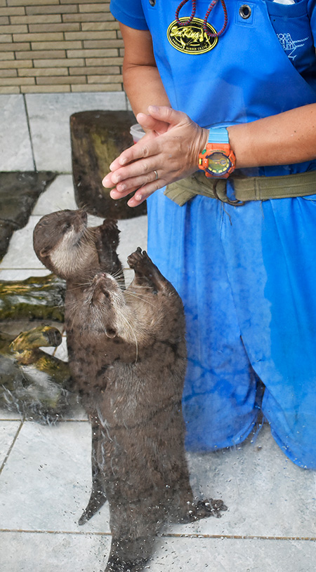 「ごちそうさま」をするコツメカワウソ/下田海中水族館(静岡県/下田市)