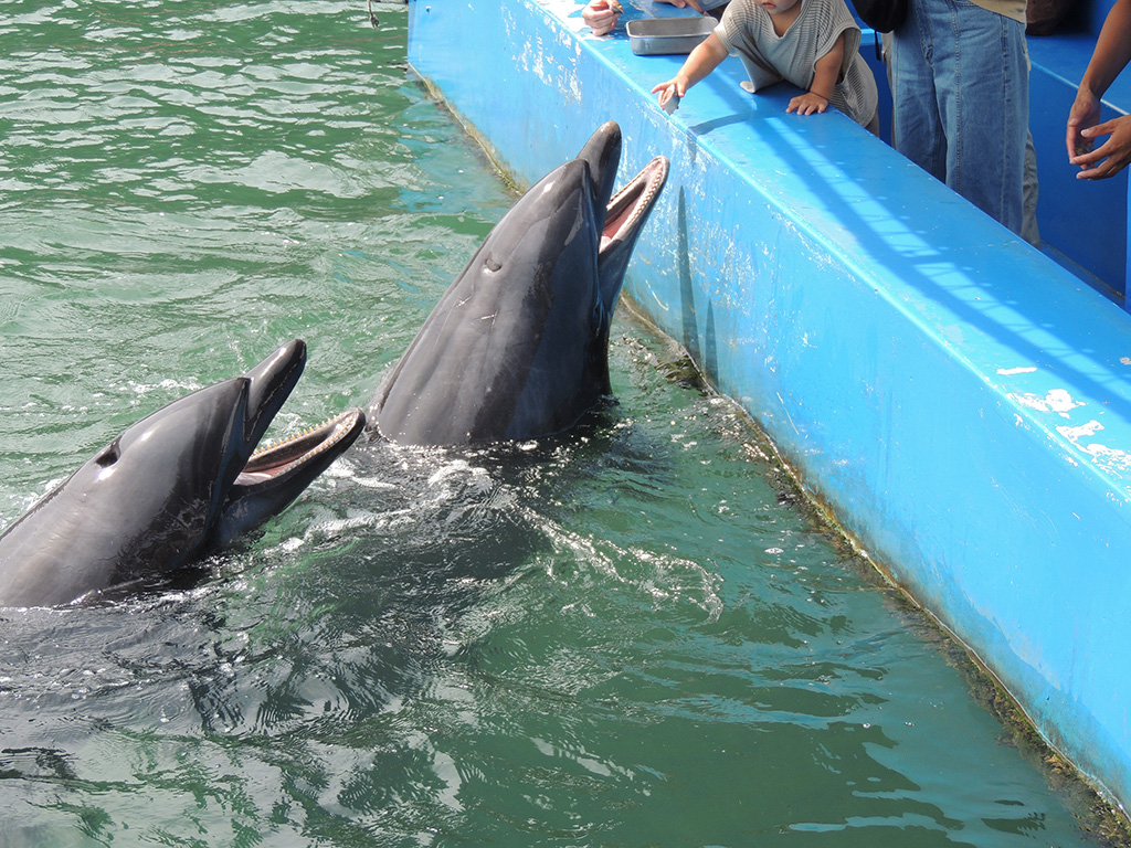 エサをもらうイルカ/下田海中水族館(静岡県/下田市)
