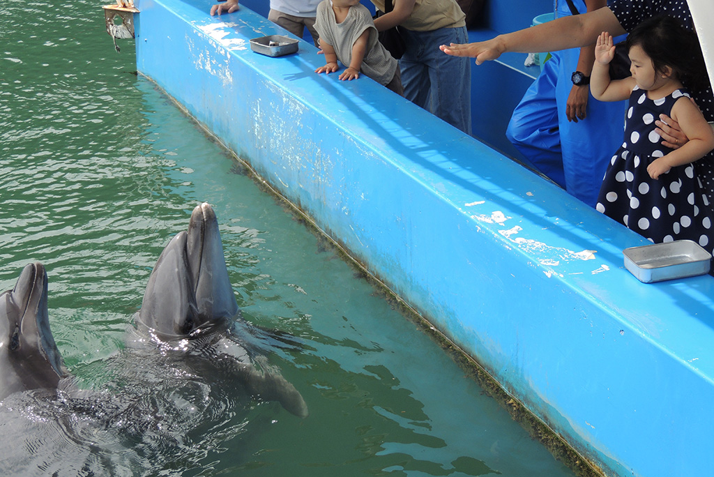 手でイルカがジャンプするように指示/下田海中水族館(静岡県/下田市)