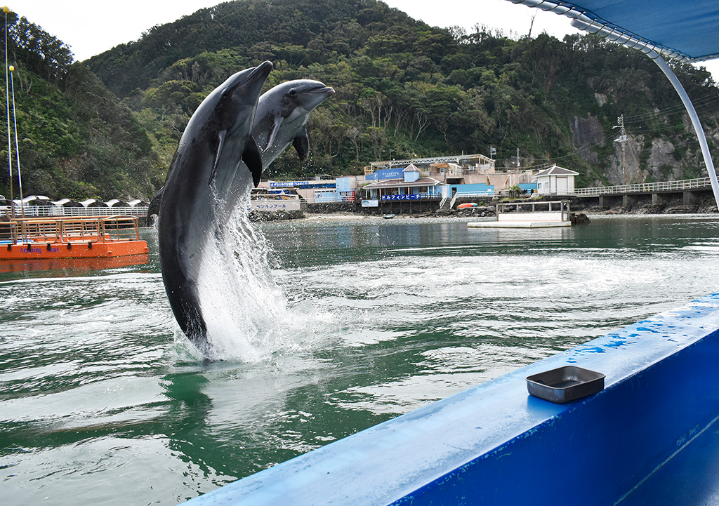 ジャンプをするイルカ/下田海中水族館(静岡県/下田市)