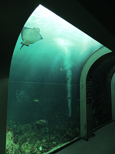 大水槽を横から見られる場所/下田海中水族館(静岡県/下田市)