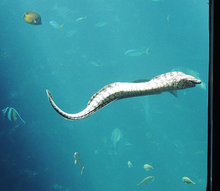 泳いでいるウツボ/下田海中水族館(静岡県/下田市)