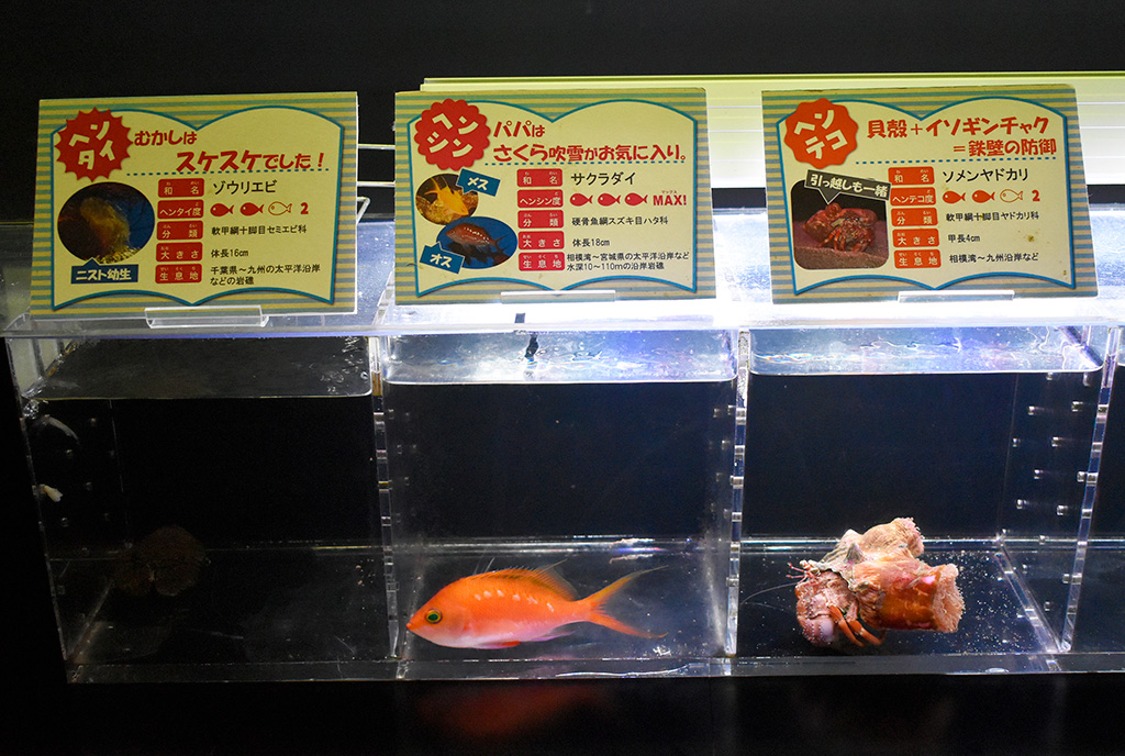 サクラダイやソメンヤドカリなどの解説/下田海中水族館(静岡県/下田市)
