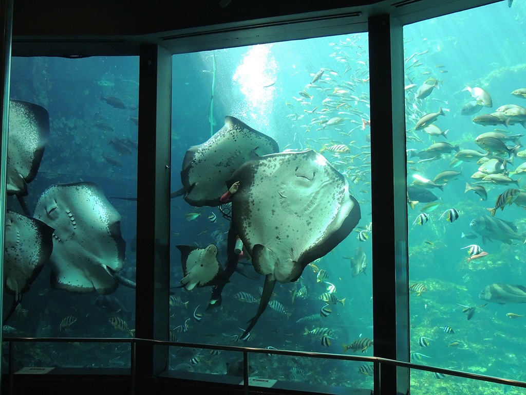 ホシエイが大水槽前面に登場/下田海中水族館(静岡県/下田市)