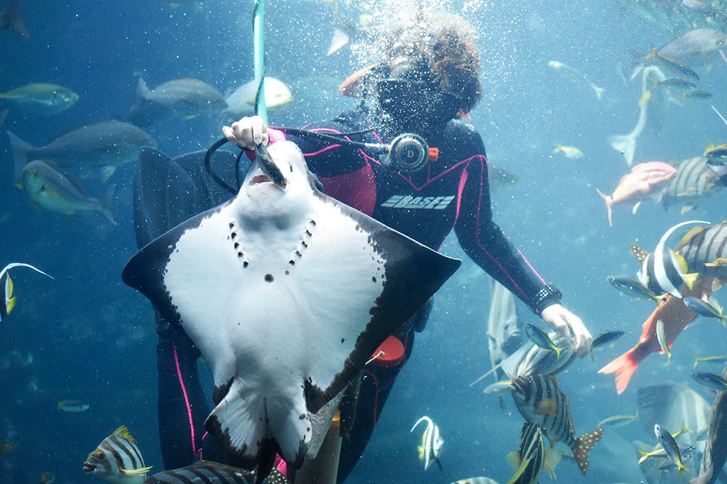 エイたちが餌をもらっている姿/下田海中水族館(静岡県/下田市)