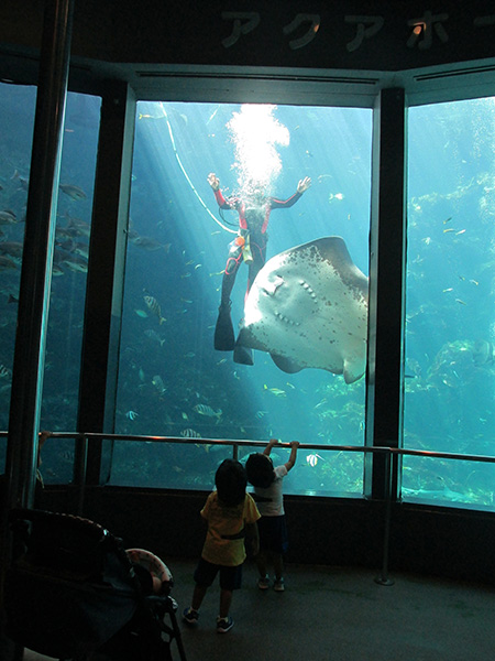ダイバーさんとホシエイがごあいさつ/下田海中水族館(静岡県/下田市)