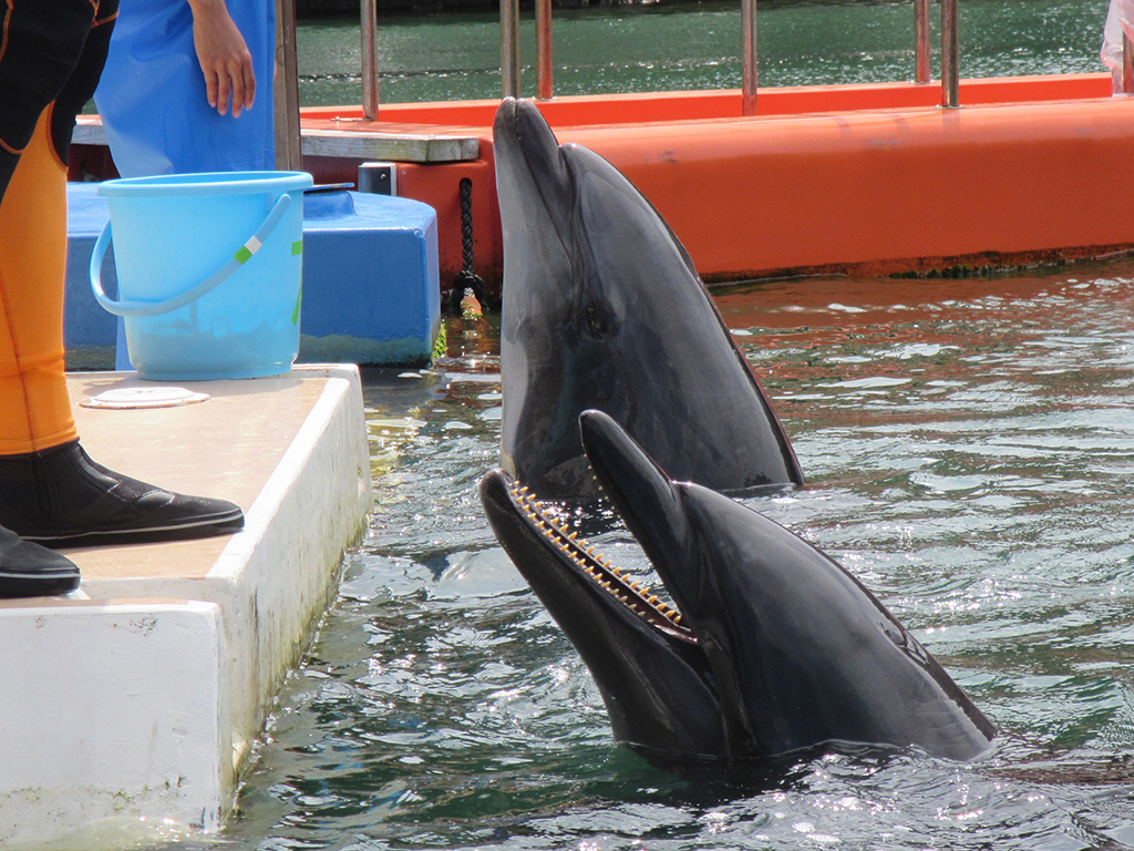 バンドウイルカ/下田海中水族館(静岡県/下田市)