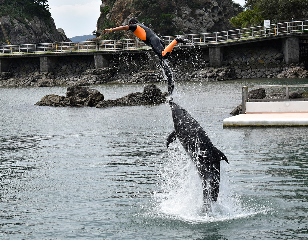 ジャンプをするトレーナーさんとイルカ/下田海中水族館(静岡県/下田市)