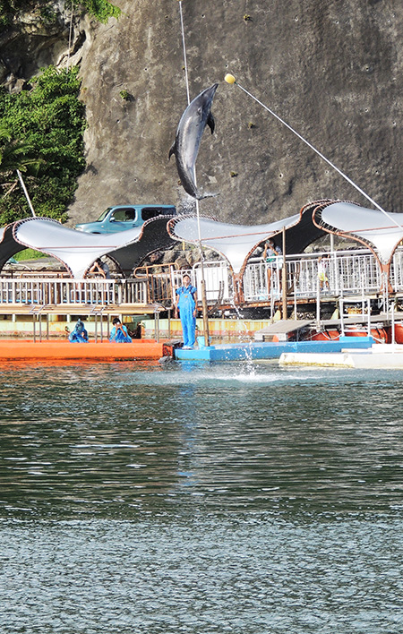 ジャンプをするイルカ/下田海中水族館(静岡県/下田市)