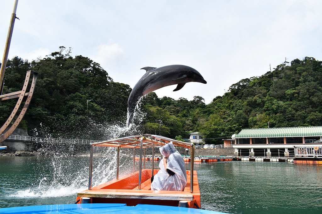 頭上をジャンプするイルカ/下田海中水族館(静岡県/下田市)