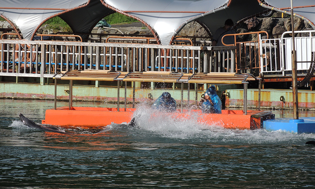 尾ヒレで水しぶきをたてるイルカ/下田海中水族館(静岡県/下田市)