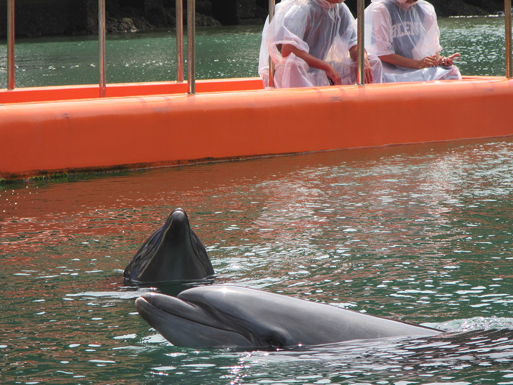 近距離でイルカが見られる/下田海中水族館(静岡県/下田市)