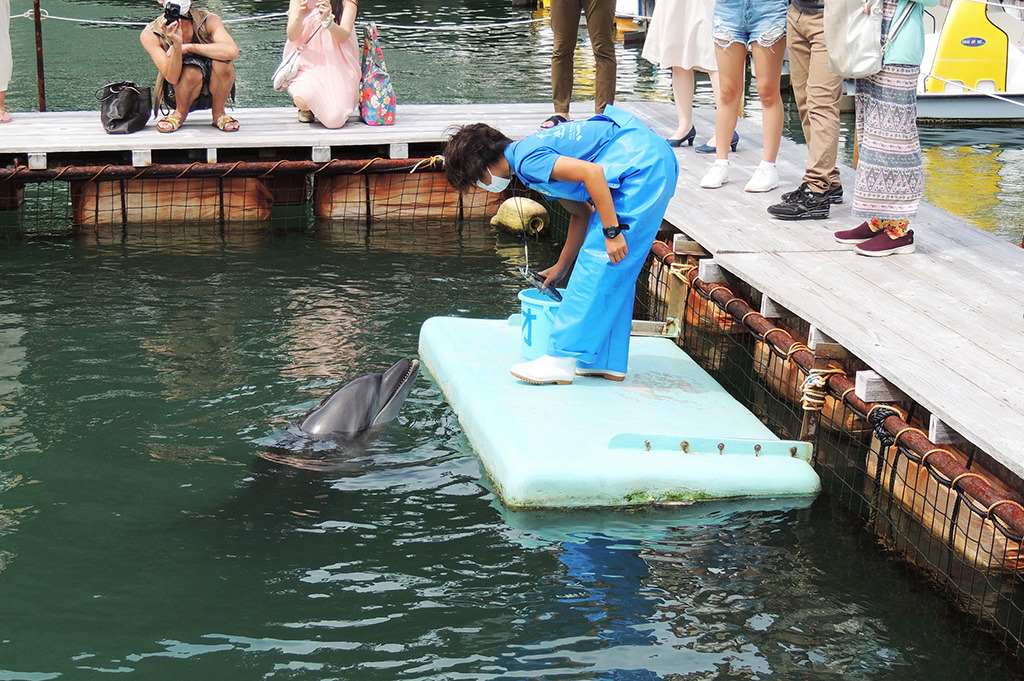 飼育員さんがイルカに餌をあげる様子/下田海中水族館(静岡県/下田市)