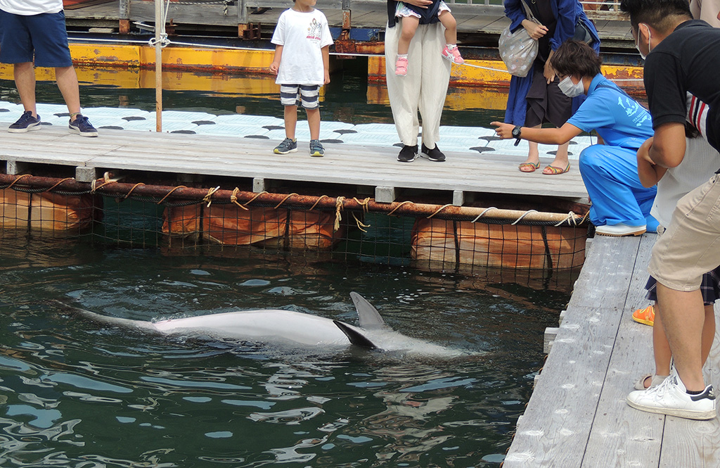 イルカのカラダについての解説をする様子/下田海中水族館(静岡県/下田市)