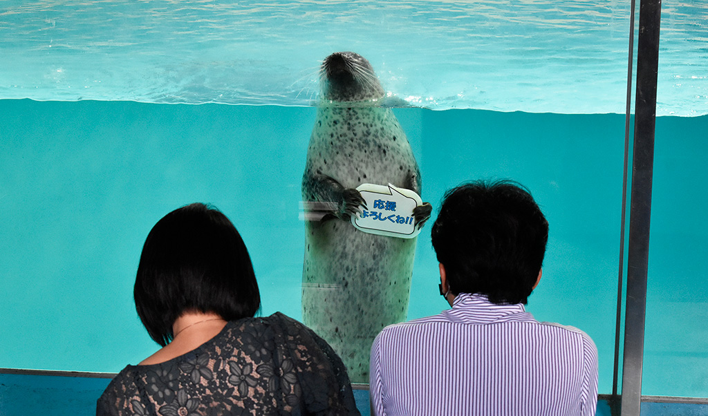 “応援よろしくね!!”のボードを見せるゴマフアザラシ/下田海中水族館(静岡県/下田市)