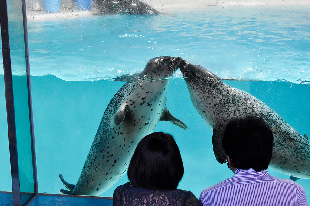 ゴマフアザラシがキスをする様子/下田海中水族館(静岡県/下田市)