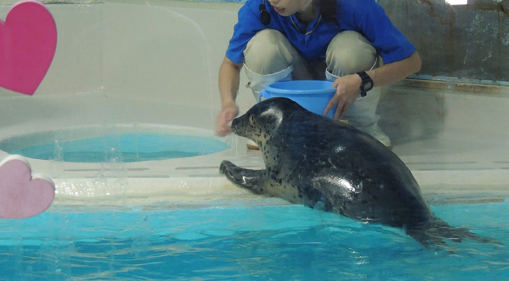 ゴマフアザラシの“カブト”/下田海中水族館(静岡県/下田市)