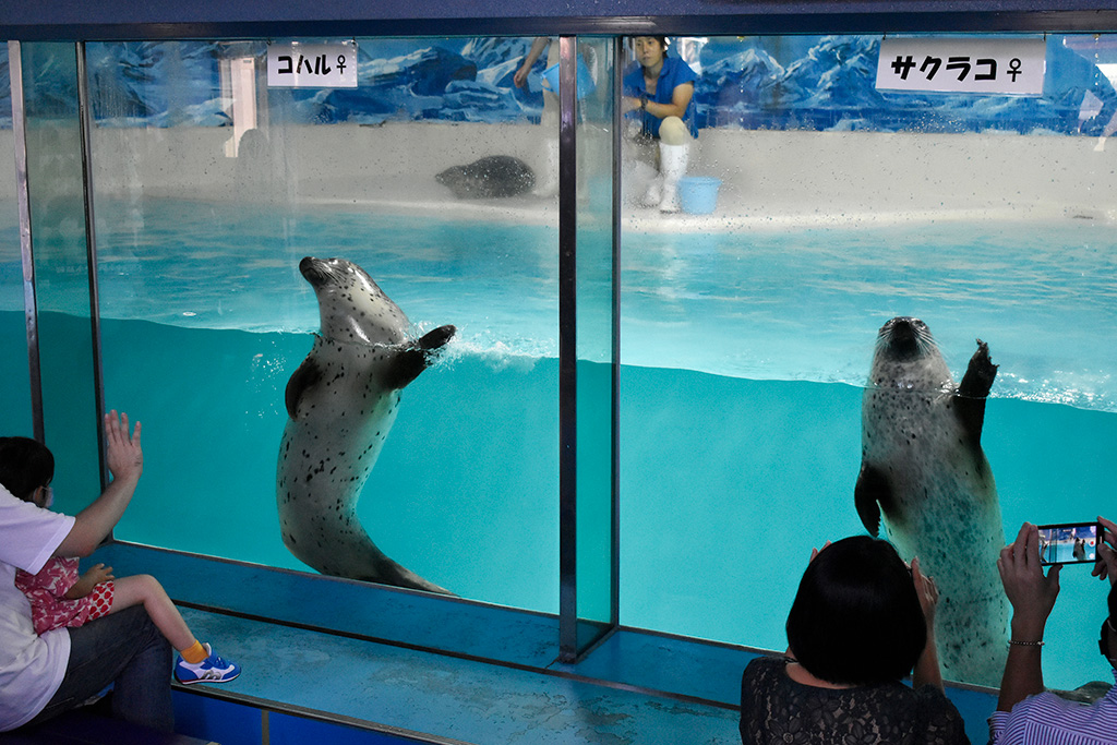 バイバイポーズをするゴマフアザラシ/下田海中水族館(静岡県/下田市)