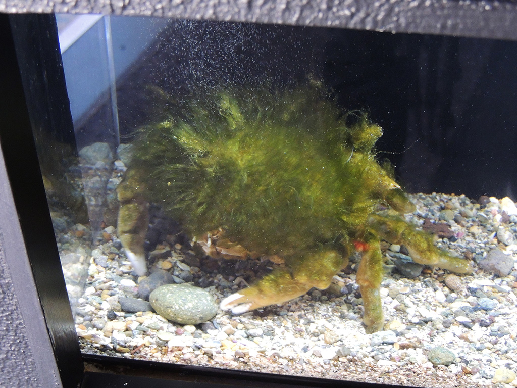 オオカイカムリ/下田海中水族館(静岡県/下田市)