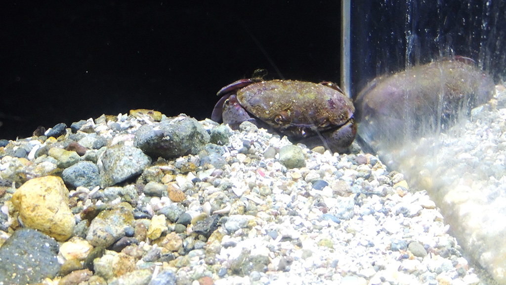スベスベマンジュウガニ/下田海中水族館(静岡県/下田市)