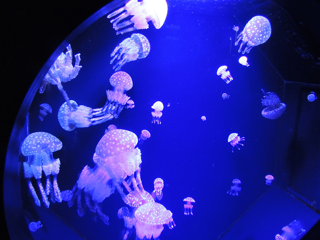 タコクラゲ/下田海中水族館(静岡県/下田市)