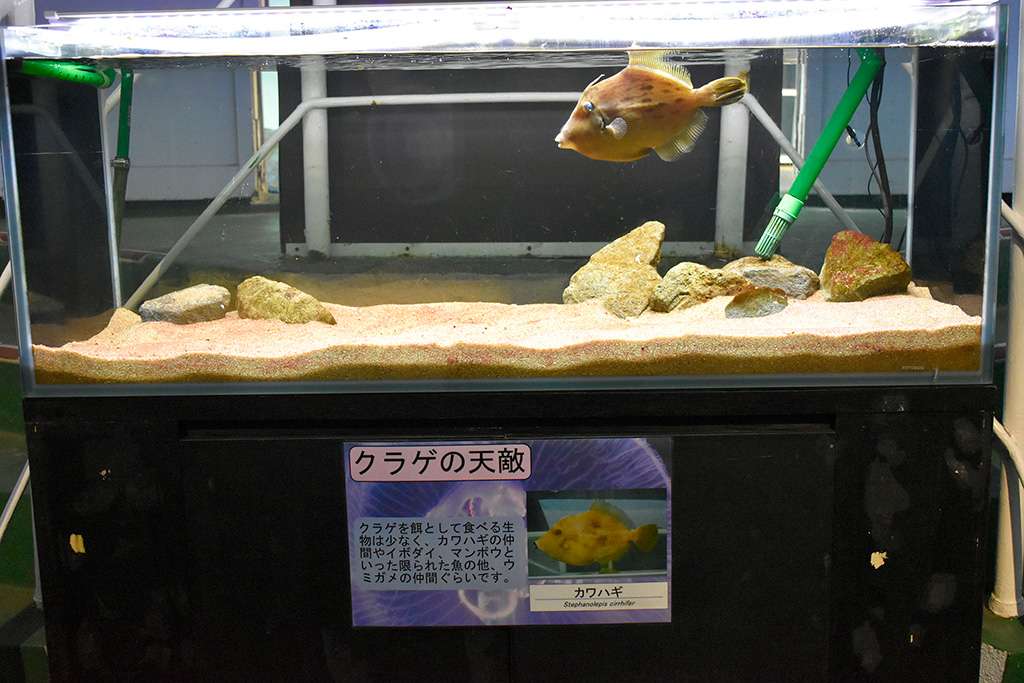 クラゲの天敵のカワハギ/下田海中水族館(静岡県/下田市)