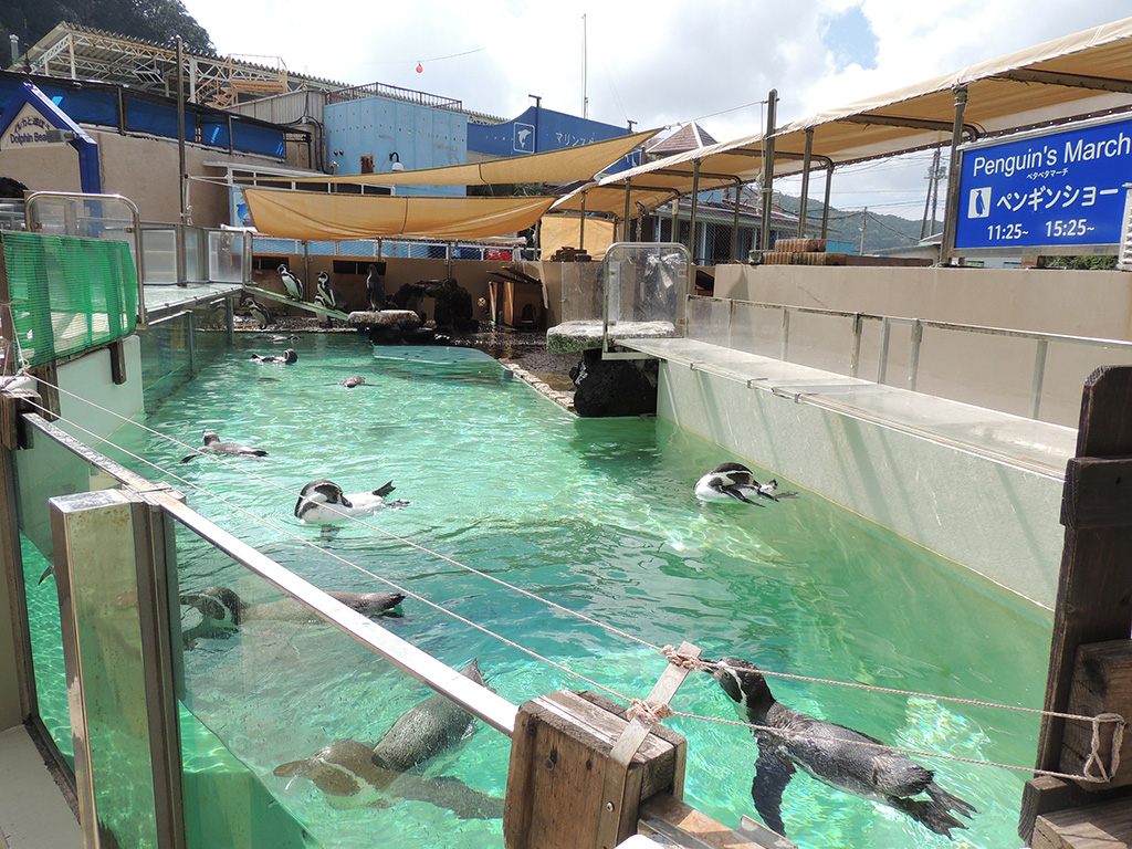 フンボルトペンギン/下田海中水族館(静岡県/下田市)