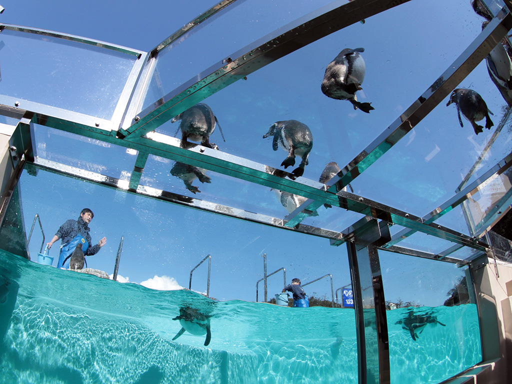 頭上でペンギンが歩く姿/下田海中水族館(静岡県/下田市)