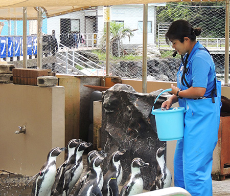 飼育員さんにペンギンたちが近づく様子/下田海中水族館(静岡県/下田市)