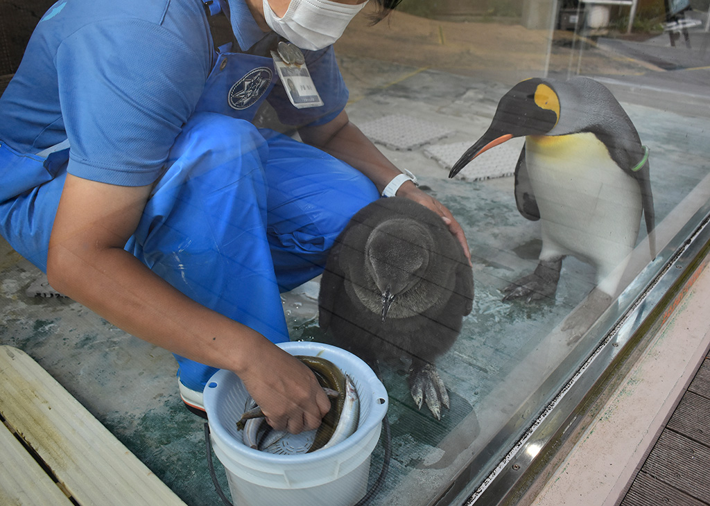 オウサマペンギンの赤ちゃん(手前)/下田海中水族館(静岡県/下田市)