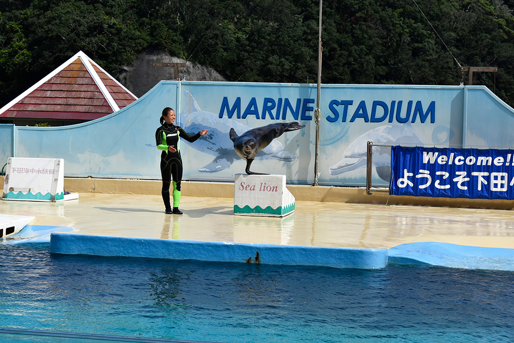 アシカショーの様子/下田海中水族館(静岡県/下田市)