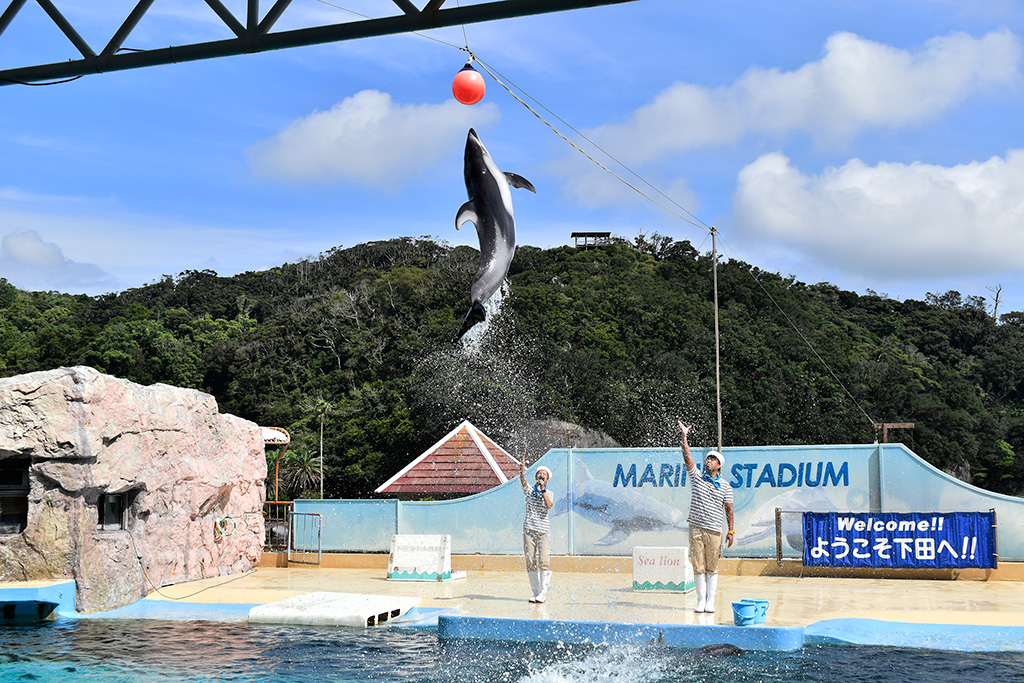 カマイルカのジャンプ/下田海中水族館(静岡県/下田市)