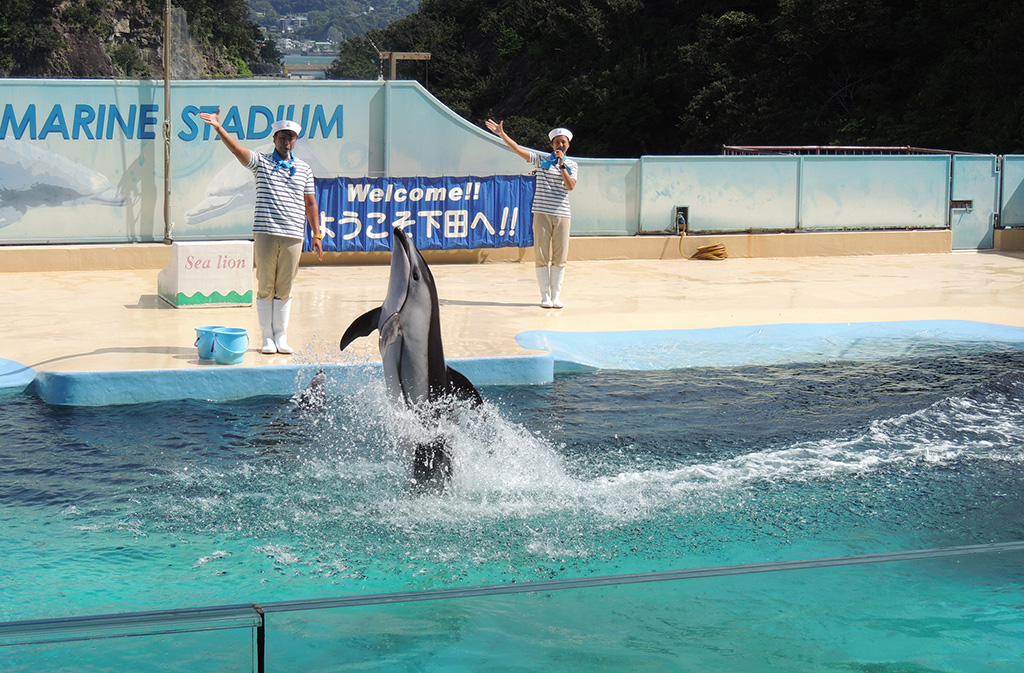 立ったまま水上を進んでいくカマイルカ/下田海中水族館(静岡県/下田市)