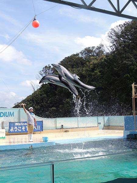 2頭一緒にジャンプするカマイルカ/下田海中水族館(静岡県/下田市)