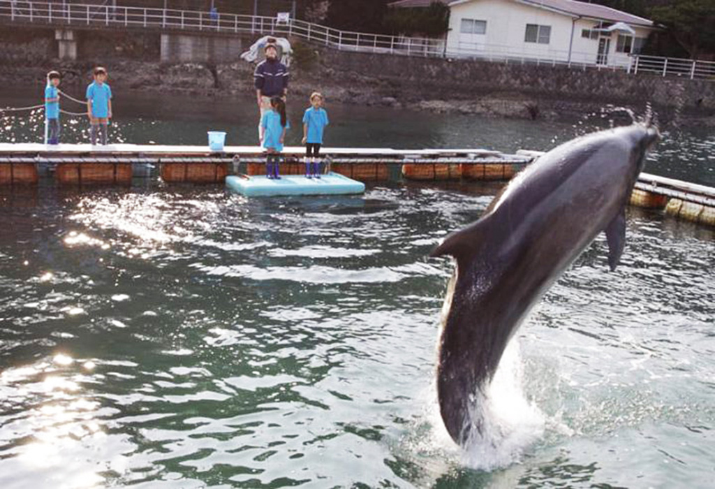 サインにしたがってイルカがジャンプ/下田海中水族館(静岡県/下田市)
