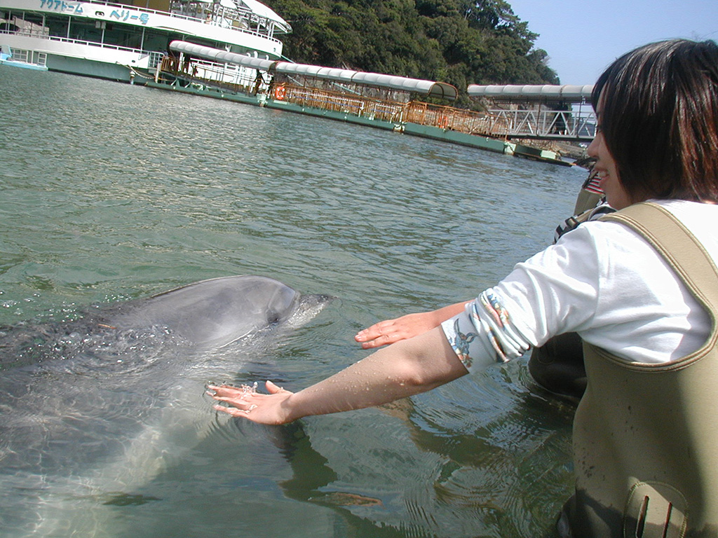 イルカにさわれるドルフィンビーチ/下田海中水族館(静岡県/下田市)