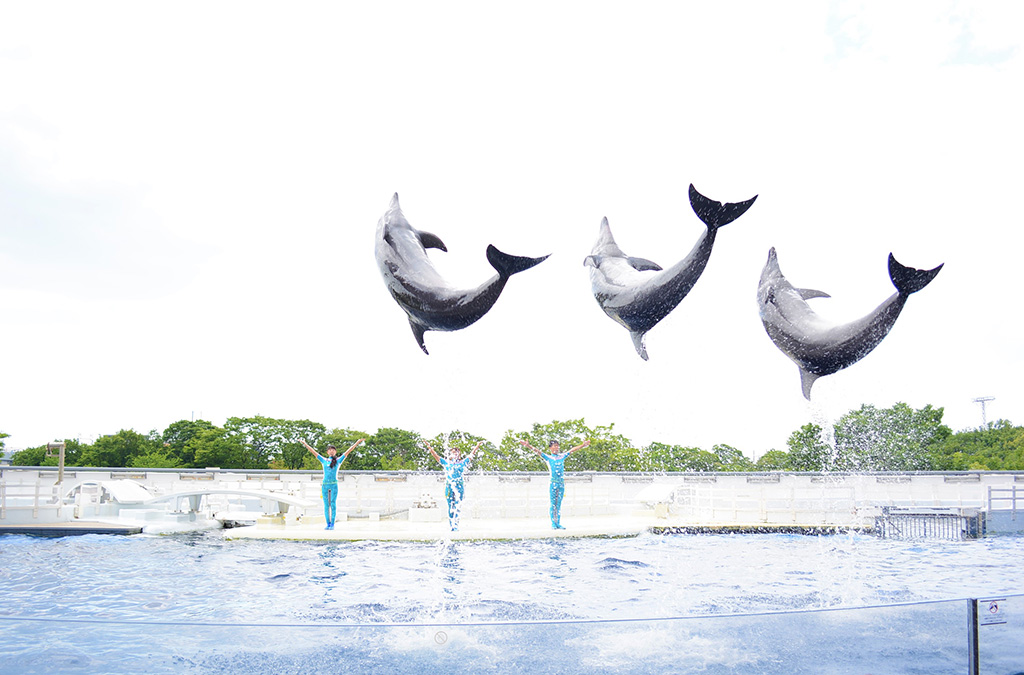 イルカショー/京都水族館(京都府/京都市)