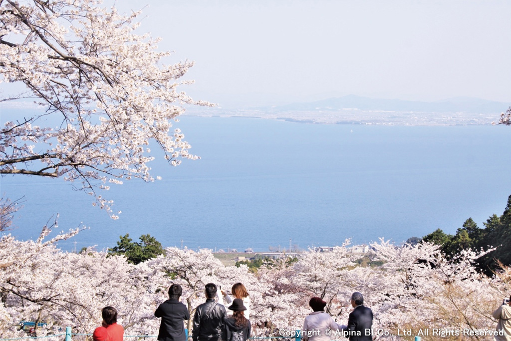 桜の向こうに琵琶湖が広がる春の景色/びわ湖バレイ(滋賀県/大津市)