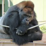 ゴリラがいる動物園は6つ！誰がイケメン？平和主義で繊細な性格や寿命なども解説