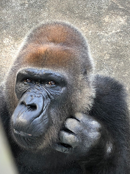 ゴリラの”ローラ”/千葉市動物公園(千葉県/千葉市)