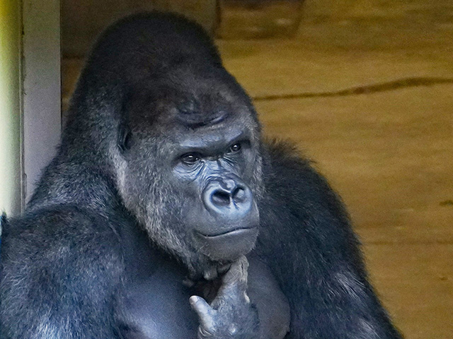 ゴリラの“シャバーニ”/東山動植物園(愛知県/名古屋市)