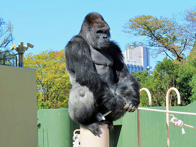 ゴリラの“シャバーニ”/東山動植物園(愛知県/名古屋市)