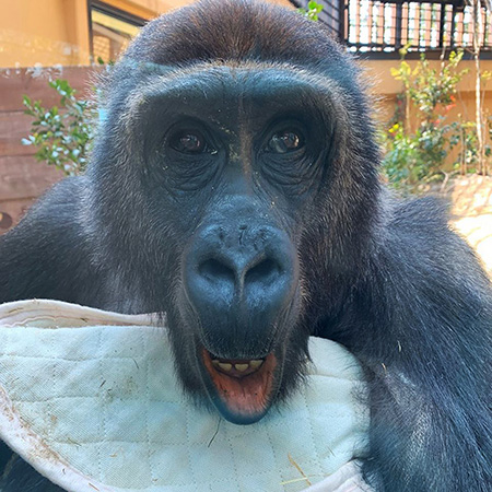 ゴリラの“ゲンタロウ”/京都市動物園(京都府)