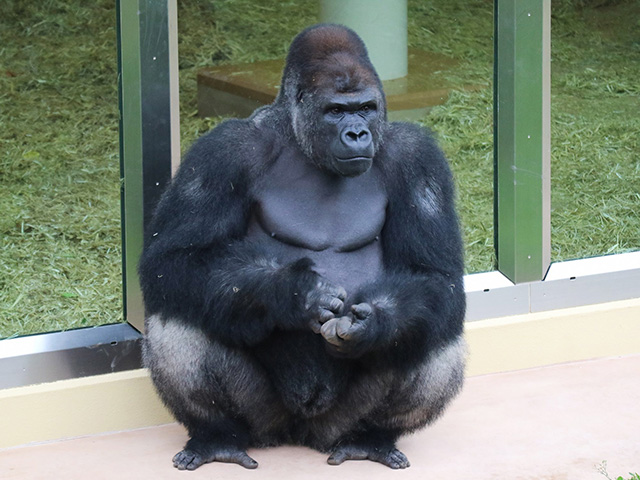 ゴリラの“シャバーニ”/東山動植物園(愛知県/名古屋市)